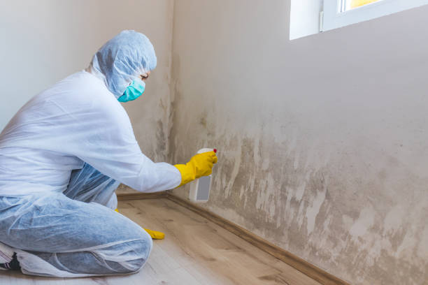 Licensed Mold Testing service in Ronkonkoma, NY - WQB Mold Removal